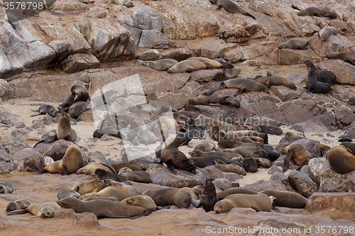 Image of sea lions in Cape Cross, Namibia, wildlife