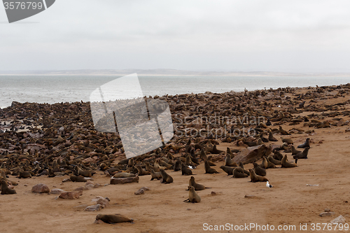 Image of sea lions in Cape Cross, Namibia, wildlife