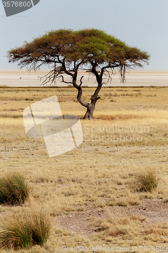 Image of Large Acacia tree in the open savanna plains Africa