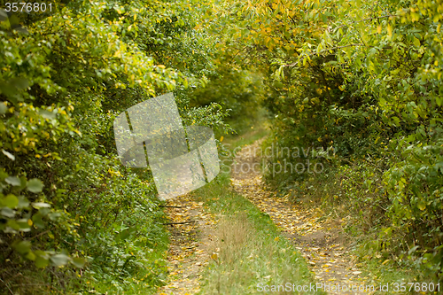 Image of Country road through rich deciduous forest