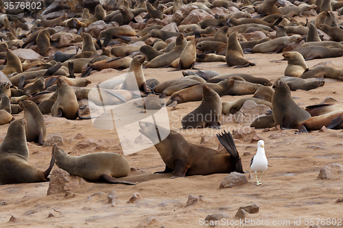 Image of sea lions in Cape Cross, Namibia, wildlife