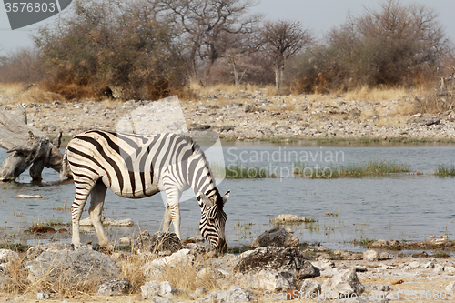 Image of Zebra in african bush on waterhole