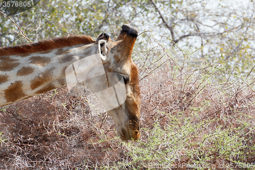 Image of Giraffa camelopardalis grazing on tree