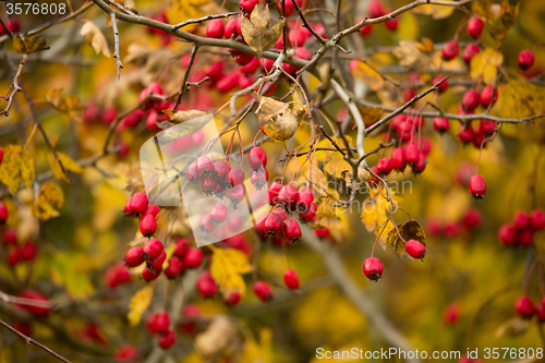 Image of wild rosehips in nature, beautiful background