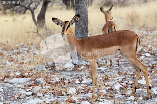 Image of Portrait of Impala antelope