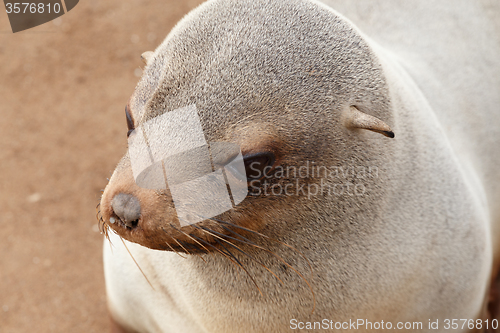 Image of sea lions in Cape Cross, Namibia, wildlife