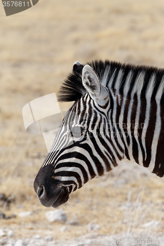 Image of Zebra portrait. Burchell\'s zebra