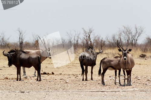 Image of Gemsbok, Oryx gazella and Gnu in african bush