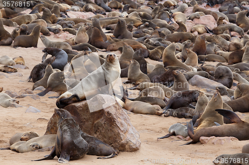 Image of sea lions in Cape Cross, Namibia, wildlife