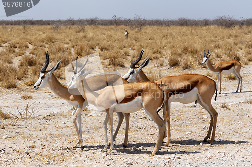 Image of herd of springbok in Etosha