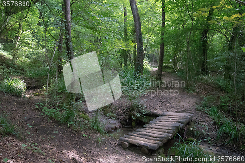 Image of Hiking in forest