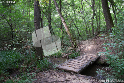 Image of Hiking in forest