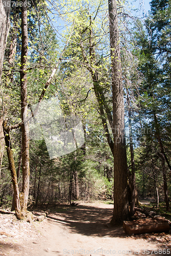 Image of Hiking in forest