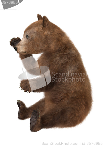 Image of Brown Bear Cub