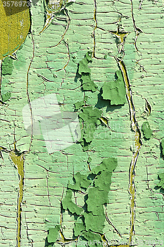 Image of old wood tree bark texture with green moss