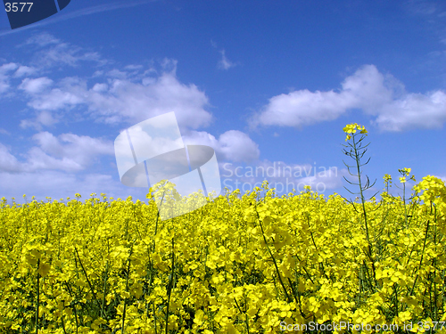 Image of golden canola field