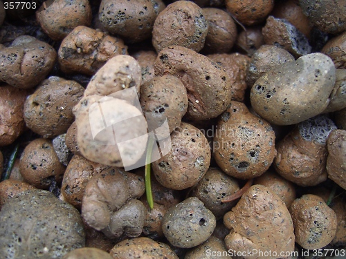 Image of Pumice in flower bed