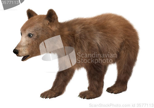 Image of Brown Bear Cub