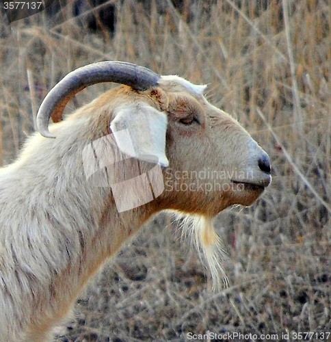 Image of Goat