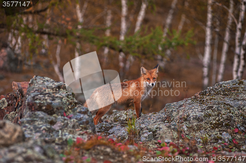 Image of Red fox in taiga