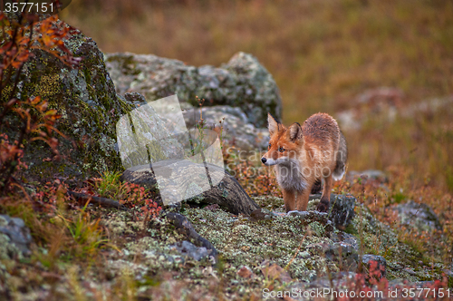 Image of Red fox in taiga