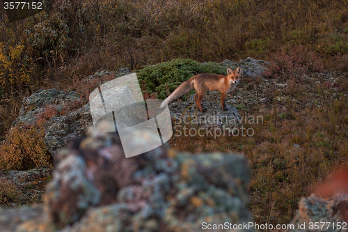 Image of Red fox in taiga