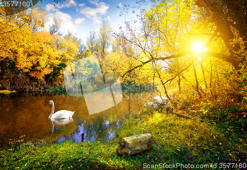 Image of White swan on lake