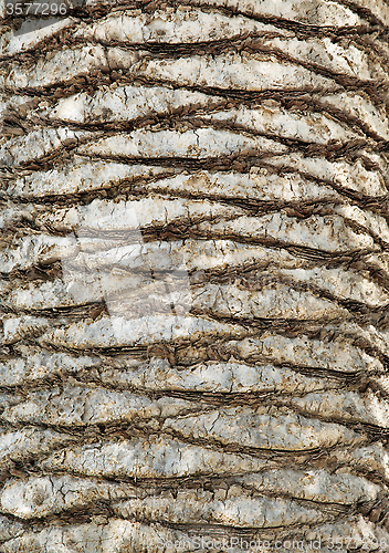 Image of Palm tree bark