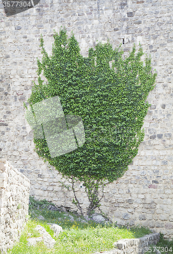 Image of Ivy on a wall