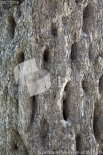 Image of Old tree