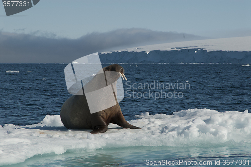 Image of Walrus on an ice floe