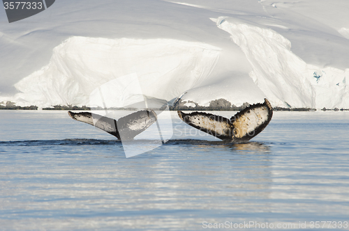 Image of Humpback Whale tail