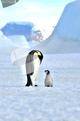 Image of Emperor Penguin with chick