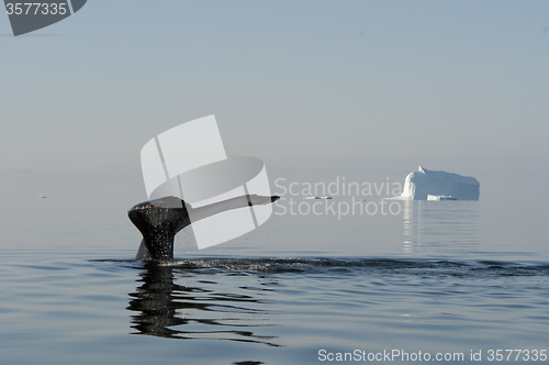 Image of Humpback Whale tail