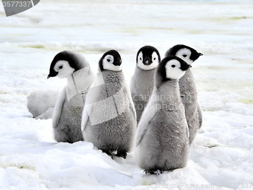 Image of Emperor Penguin Chicks