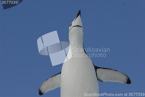 Image of Chinstrap Penguin in Anatcrtica