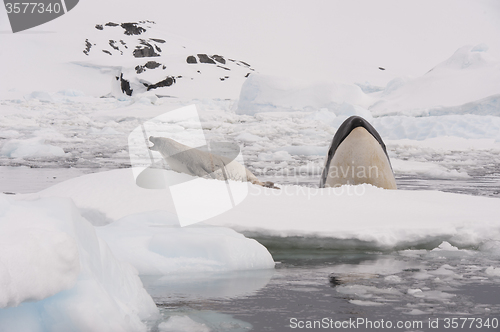 Image of Killer whale spy hanting 