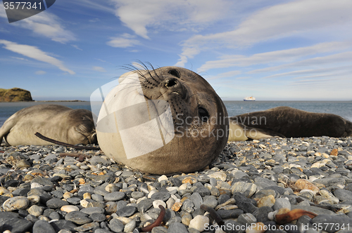 Image of Elephant Seal on the rocks