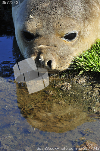 Image of Elephant Seal reflaction in the wter 