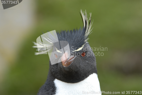 Image of Rockhopper Penguin in Falkland Island