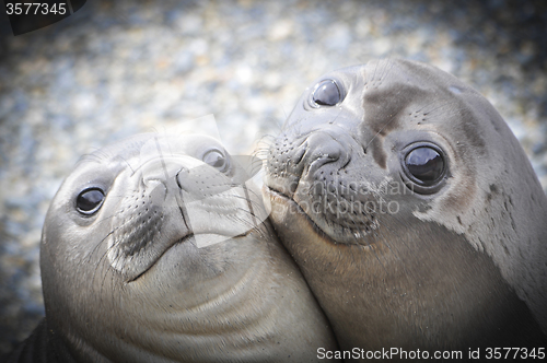 Image of Two Elephant Seals