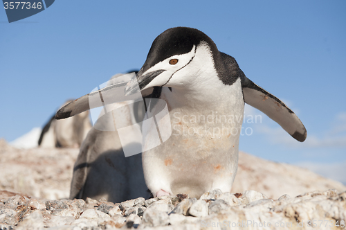 Image of Chinstrap Penguin in Anatcrtica