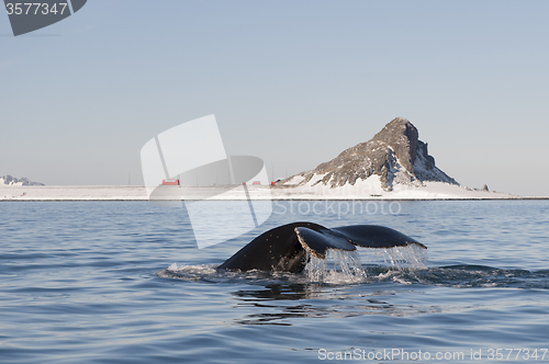 Image of Humpback Whale tail