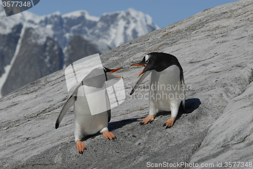 Image of Two Gentoo Penguins