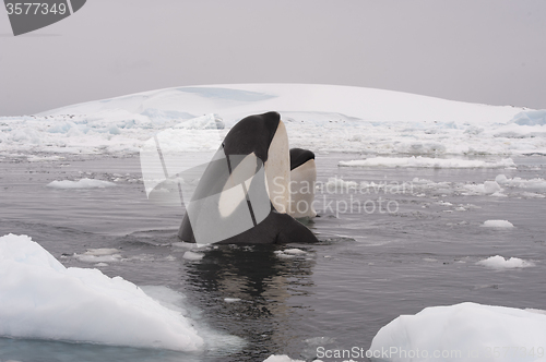 Image of Two Killer Whales