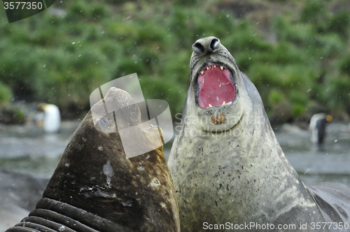 Image of Elephant Seal fight