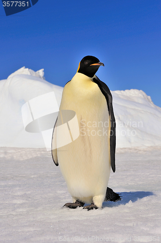 Image of One Emperor Pinguin