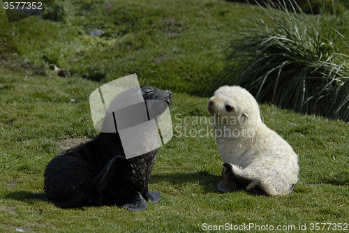 Image of Fur Seal black and white