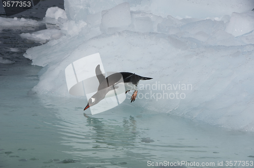 Image of Gentoo Penguin  jump from the ice