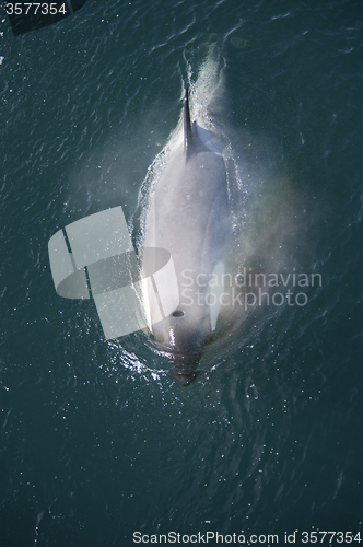 Image of Killer Whale in Anatcrica 